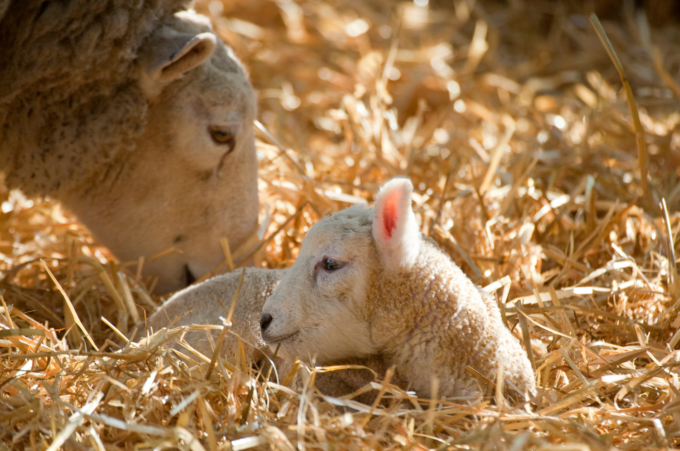 Tim Bonner Action on dogs killing livestock